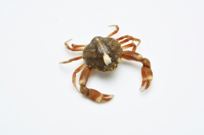 コブシガニ科 Corvet Photo Agency