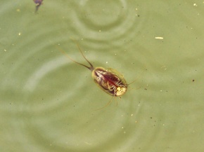 カブトエビ属 Corvet Photo Agency カブトエビ属 Corvet Photo Agency