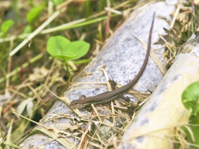kanahebi様 ニホンカナヘビ Takydromus tachydromoides