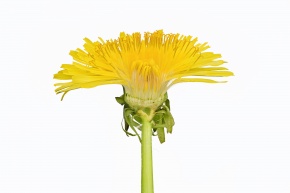 花の断面 | Corvet Photo Agency