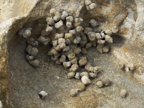 タマキビガイ科 Corvet Photo Agency