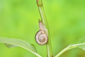 マイマイ様 stb054145s_b2.jpg