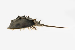 カブトガニ標本【笠岡産特大66×28㎝&小24X11㎝セツト】甲羅胴
