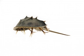 カブトガニ科 | Corvet Photo Agency