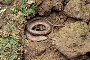 Plestiodon | Corvet Photo Agency