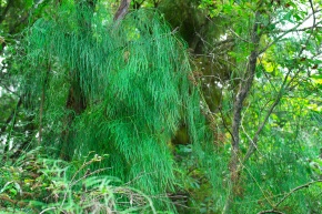 ヒカゲノカズラ科 | Corvet Photo Agency