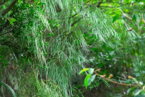 ヒカゲノカズラ科 | Corvet Photo Agency