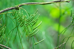 ヒカゲノカズラ目 | Corvet Photo Agency