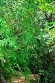 アバランシェ　ヒカゲノカズラ ヒカゲノカズラ植物門 | Corvet Photo Agency