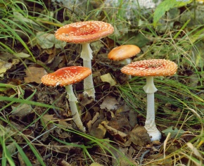 テングタケ科 | Corvet Photo Agency