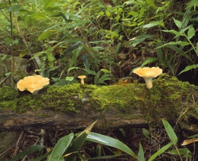 サルノコシカケ科 | Corvet Photo Agency