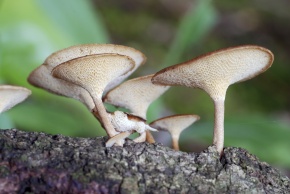 サルノコシカケ科 | Corvet Photo Agency