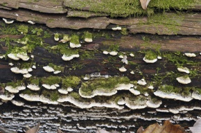 サルノコシカケ科 | Corvet Photo Agency