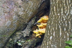 サルノコシカケ科 | Corvet Photo Agency