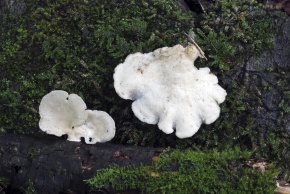 サルノコシカケ科 | Corvet Photo Agency