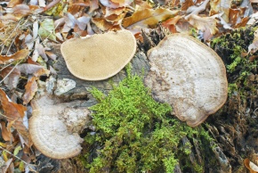 サルノコシカケ科 | Corvet Photo Agency