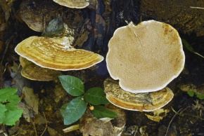 サルノコシカケ科 | Corvet Photo Agency