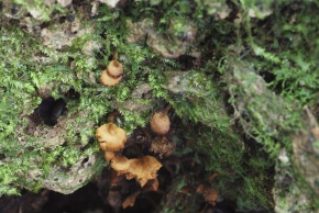 サルノコシカケ科 | Corvet Photo Agency