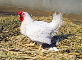 ニワトリ | Corvet Photo Agency