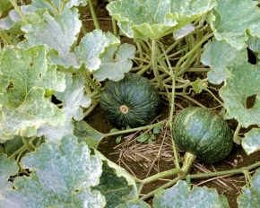 カボチャ属 Corvet Photo Agency