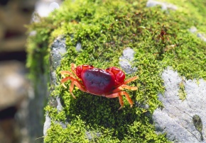 サワガニ属 | Corvet Photo Agency