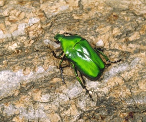 カナブン属 | Corvet Photo Agency