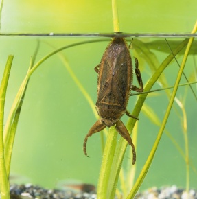 中国産　水性昆虫　37mm 38mm 中国産 Enoplotrupes sinensis ♂ 28mm | 昆虫標本 Diggers