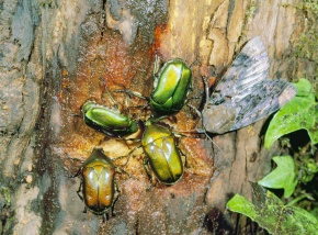 カナブン属 | Corvet Photo Agency