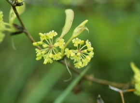 サルトリイバラ科 Corvet Photo Agency