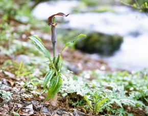 テンナンショウ属 | Corvet Photo Agency