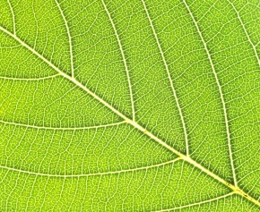 網状脈 Corvet Photo Agency