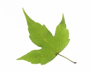 葉さま Amazon | ヨシムラ スクリーン ウィンドアーマー Ninja ZX-25R