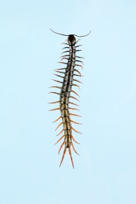 オオムカデ科 | Corvet Photo Agency