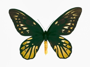 O.victoriae reginae ヴィクトリアトリバネ♂♀（送料込み） O.victoriae ヴィクトリアトリバネ♂♀（送料込み） むくん