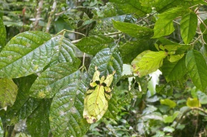 コノハムシ科 | Corvet Photo Agency