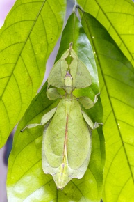 コノハムシ科 | Corvet Photo Agency