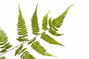 シダ植物門 Corvet Photo Agency
