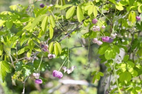 アケビ属 | Corvet Photo Agency