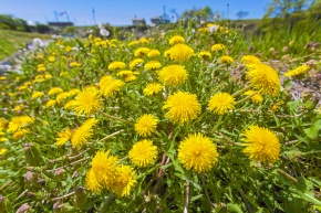 タンポポ属 | Corvet Photo Agency