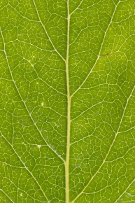 一枚の葉 葉の構造 | Corvet Photo Agency