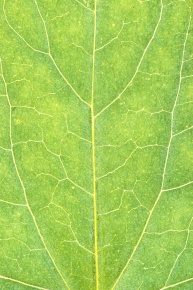 葉の構造 | Corvet Photo Agency