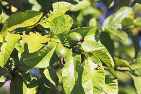 バンジロウ属 Corvet Photo Agency