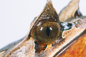 コノハガエル科 Corvet Photo Agency