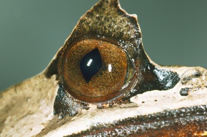 コノハガエル科 Corvet Photo Agency