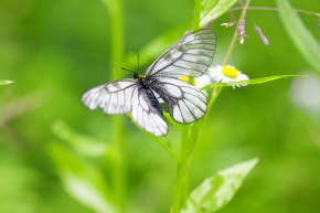 ウスバシロチョウ属 | Corvet Photo Agency