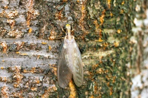 中国産　ヘビトンボ幼虫　90mm 中国産 ヘビトンボ幼虫 90mm 昆虫用品