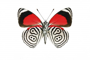 カバタテハ亜科 | Corvet Photo Agency