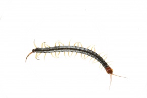 オオムカデ目 Corvet Photo Agency