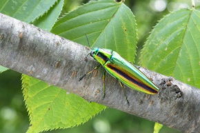 ルリタマムシ属 | Corvet Photo Agency