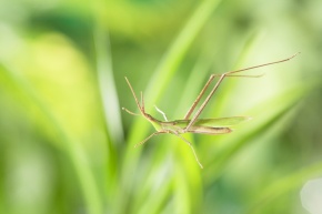 バッタ科 Corvet Photo Agency